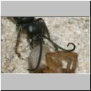 wegwespe-11mm-11-mit Spinne.jpg